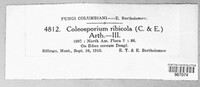 Coleosporium ribicola image